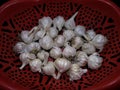 White garlics in red basket tray