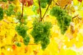 Bunch of white grape vine hanging on a brunch Royalty Free Stock Photo
