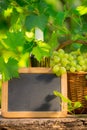 Bunch of white grapes in basket and blackboard Royalty Free Stock Photo