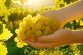 Bunch of white grapes in the hands of a vineyard Royalty Free Stock Photo