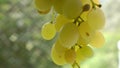 A Bunch of White Grapes Moving in the Breeze