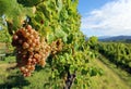 Bunch of white grapes, native Friulian Picolit vine. Royalty Free Stock Photo