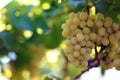 Bunch of white grapes ready to be harvested