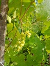 A bunch of white grapes ripen on a vineyard