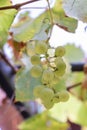 Bunch of white grapes on a Treille in Provence