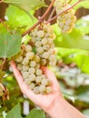 Bunch of white grapes on the vine. Royalty Free Stock Photo