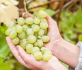 Bunch of white grapes on the vine. Royalty Free Stock Photo