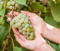 Bunch of white grapes on the vine. Royalty Free Stock Photo