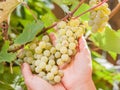 Bunch of white grapes on vine. Royalty Free Stock Photo