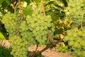 Bunch of white grapes on the vine and green leaves close-up. Industrial Grape Garden Royalty Free Stock Photo