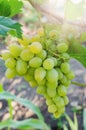 Bunch of white grapes on the vine with green leaves in garden Royalty Free Stock Photo