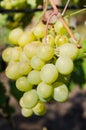 Bunch of white grapes on the vine with green leaves in garden Royalty Free Stock Photo