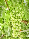 Bunch of white grapes in a vineyard. Royalty Free Stock Photo