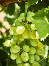 Bunch of white grapes in a vineyard. Royalty Free Stock Photo