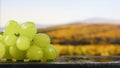 Bunch of white grapes, vineyard field on background. Royalty Free Stock Photo