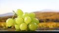 Bunch of white grapes, vineyard field on background. Harvesting of grapes. Royalty Free Stock Photo