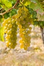 Bunch of white grapes in vineyard Royalty Free Stock Photo