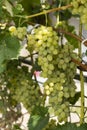 Bunch of White grapes in the vineyard.