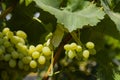 Bunch of White grapes in the vineyard.