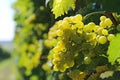 bunch of white grapes on vineyeard Royalty Free Stock Photo