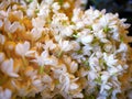 Bunch of white jasmine aromatic flowers for merit Royalty Free Stock Photo
