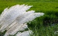 A bunch of white kans grass flowers blossomed near the rice field