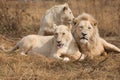 Bunch of white lions