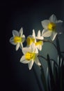 A bunch of white narcissus flowers on dark background