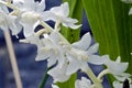 Bunch of white orchid on blue background