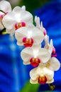 Bunch of white phalaenopsis blume orchids with shallow focus background