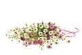 Bunch of White and Pink Daisies Isolated Royalty Free Stock Photo