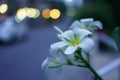 A bunch of White Plumeria blooming in the evening light, blur yellow and orange lighting on background