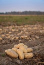 Bunch of white potatoes with field background