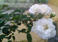 Bunch of white rose flowers blooming in branch of green leaves plant growing in garden, nature photography, gardening background Royalty Free Stock Photo