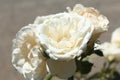 A bunch of white roses in Victoria, Australia Royalty Free Stock Photo