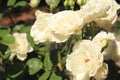 A bunch of white roses in Victoria, Australia Royalty Free Stock Photo