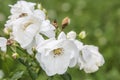 a bunch of white roses on a rose bush Royalty Free Stock Photo