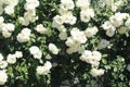 White roses in Victoria, Australia Royalty Free Stock Photo