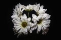 A bunch of white shasta daisies