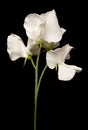 Bunch of White Sweet Peas