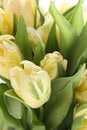 Bunch of white tulips. Background for postcard Royalty Free Stock Photo