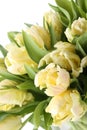 Bunch of white tulips Royalty Free Stock Photo