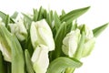 Bunch of white tulips Royalty Free Stock Photo
