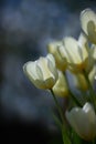 Bunch of white tulips on a dark background. Closeup bouquet of beautiful tulip flowers with green stems. Spring Royalty Free Stock Photo