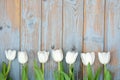 Bunch of white tulips in a row on a blue grey knotted old wooden background with empty space layout Royalty Free Stock Photo