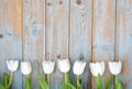 Bunch of white tulips in a row on a blue grey knotted old wooden background with empty space layout