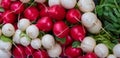 Bunch of white turnips and red radishes from below