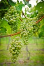 Bunch of white Wine Grapes Royalty Free Stock Photo