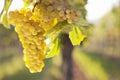 A bunch of white wine grapes in a vineyard on a sunny day Royalty Free Stock Photo