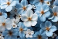 A bunch of white, yellow and blue flowers. Blue floral background Royalty Free Stock Photo